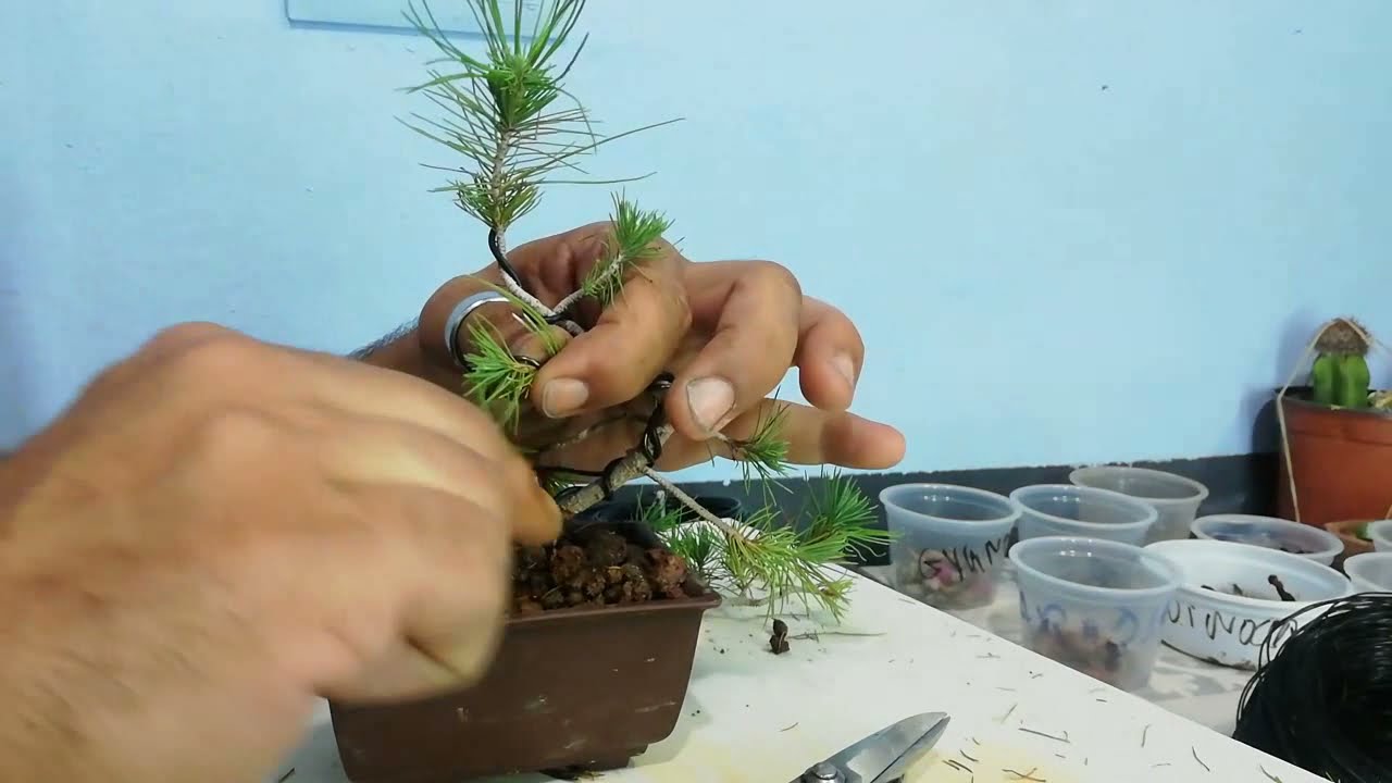 Pinzado pino halepensis o pino carrasco.