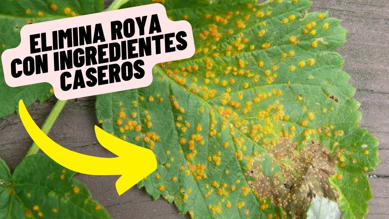 Elimina La Roya De Tus Plantas Facilmente #plagas #plantas