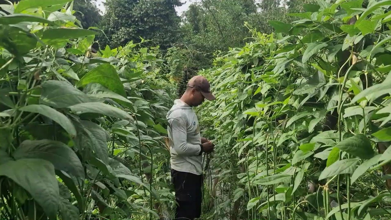 SMART FARMER’S SECRET: HOW TO PICK LONG BEANS EASILY WITH BARE HANDS! - Agriculture Gardening