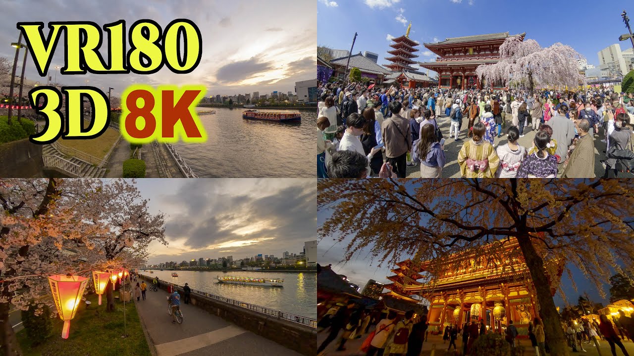 [ 8K 3D VR180 ] 東京・浅草＆隅田川の桜 2023 Cherry blossoms at Asakusa and Sumida-river side in Tokyo,Japan