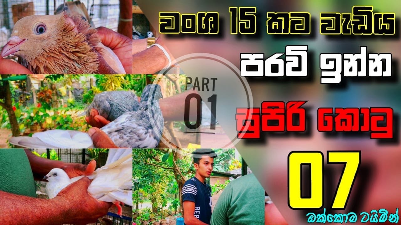 සුපිරි ටයිමින් දෙන සුපිරි පරවි ගානත් එක්කම (Super timing pigeons and prices)