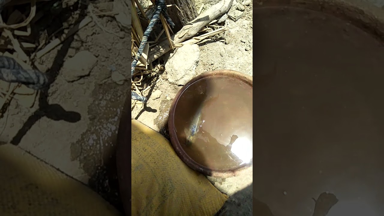 nakli sangari fish kasi hoti he. نکلی اور اصلی سینگاری مچھلی میں فرق اور سول مچھلی کے لیے خطرناک ۔
