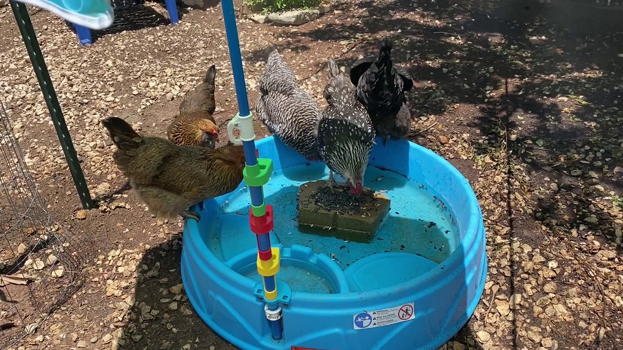 Chickens Cooling Down in The Pool!