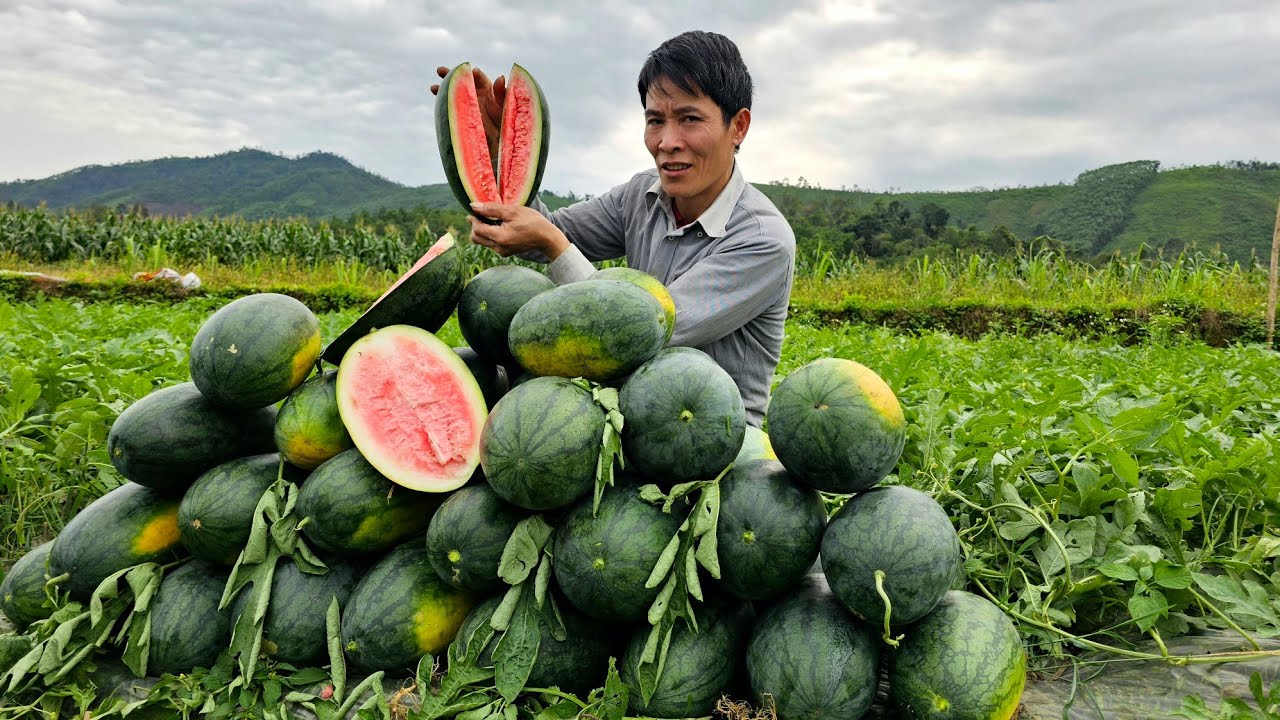 Watermelon Garden Harvest goes to the market sell - Build life farm - Solo Survival
