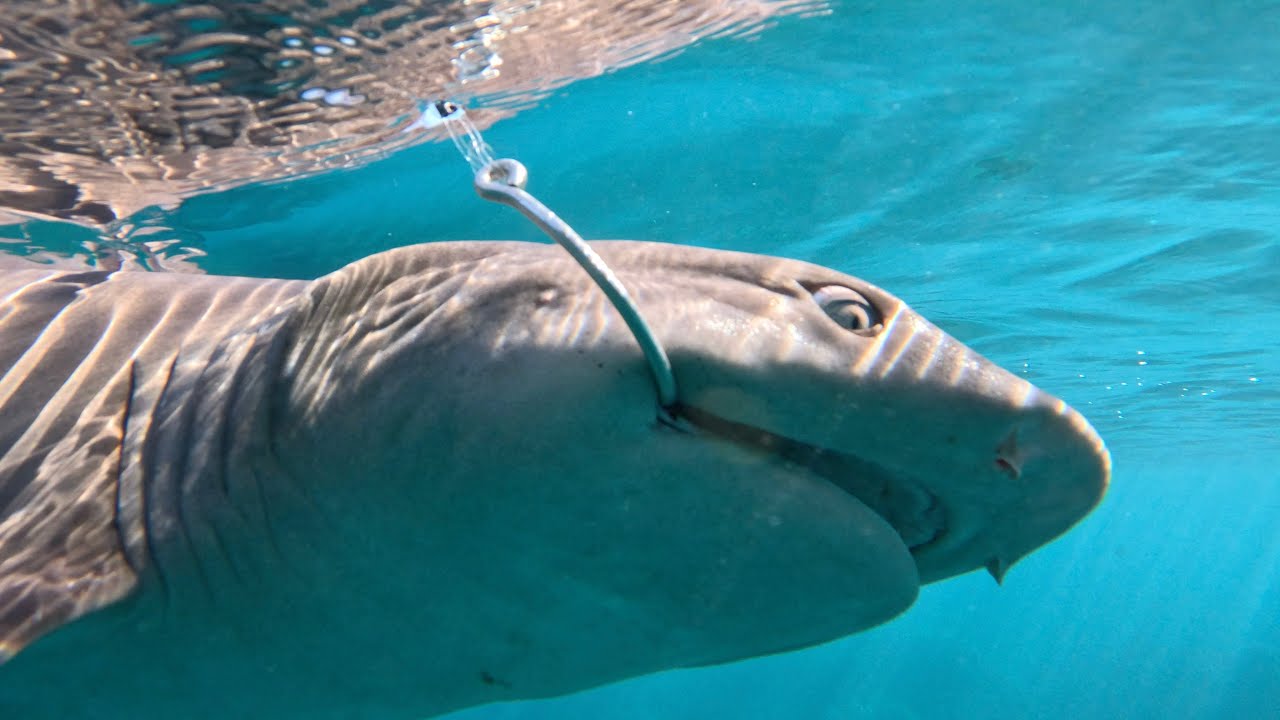 I RESCUED A SHARK!!  And gave it a kiss goodbye!