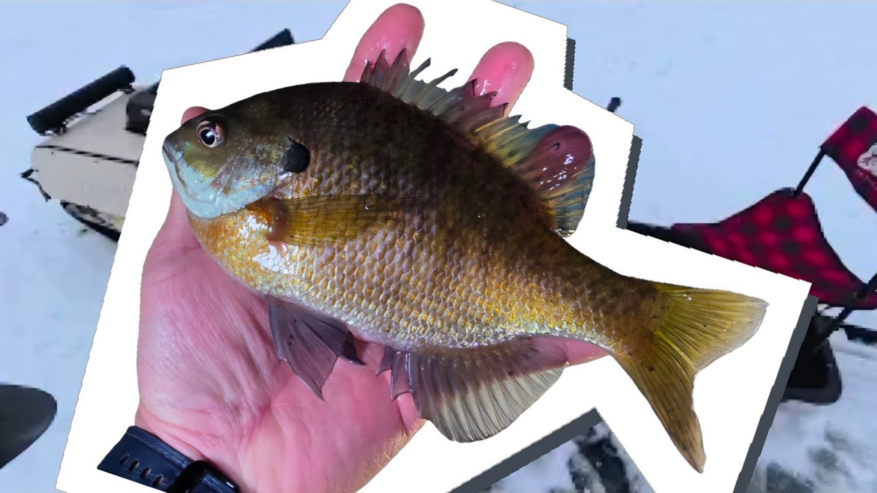 7 Crappies and a million Gills