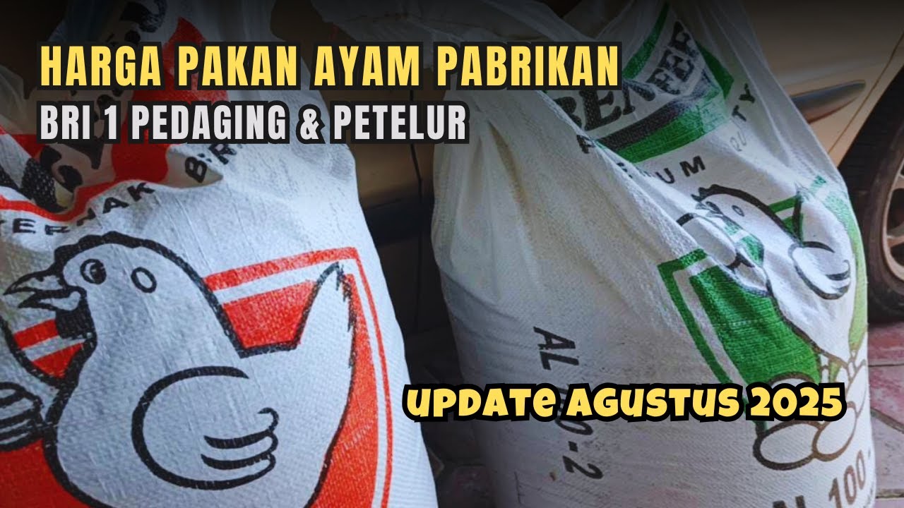 UPDATE Harga Pakan Ayam Per Karung, Pedaging dan Petelur Agustus 2025