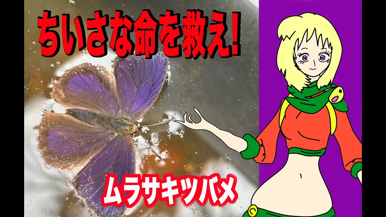 ちいさな命を救え「ムラサキツバメ」里山の詩(うた) [黒瀬新吉公式]#自然動画#里山の詩#黒瀬新吉#癒し#ビオトープ #昆虫#nature #里山 #癒しの里山