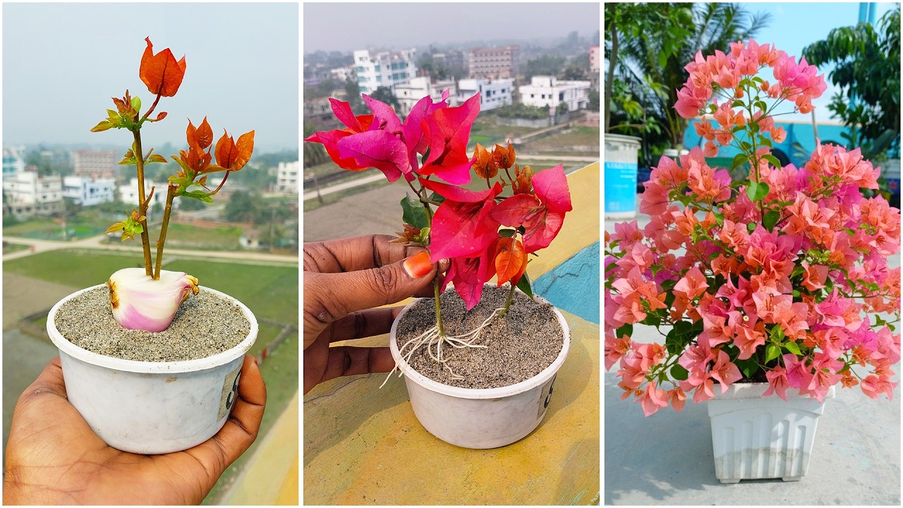 Growing bougainvillea plant at home | Using onion for growth roots