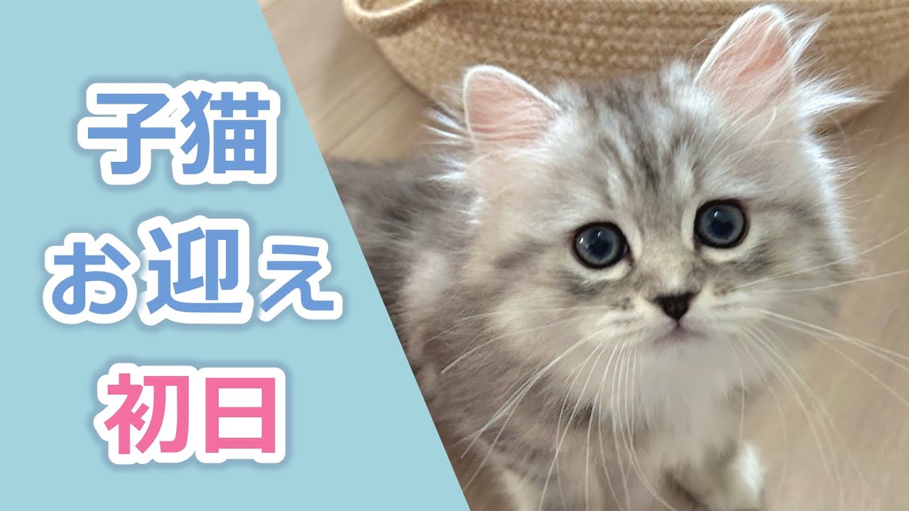 【お迎え初日】生後2か月のミヌエット子猫が可愛すぎる！Bringing home cute minuet kitten | First Days Home