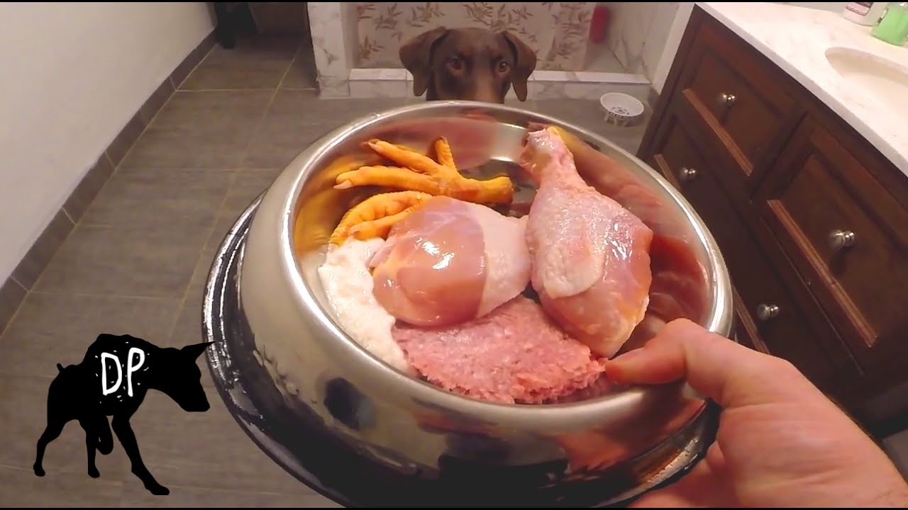 Raw fed Doberman | Chicken, Kefir, and Ground Pork