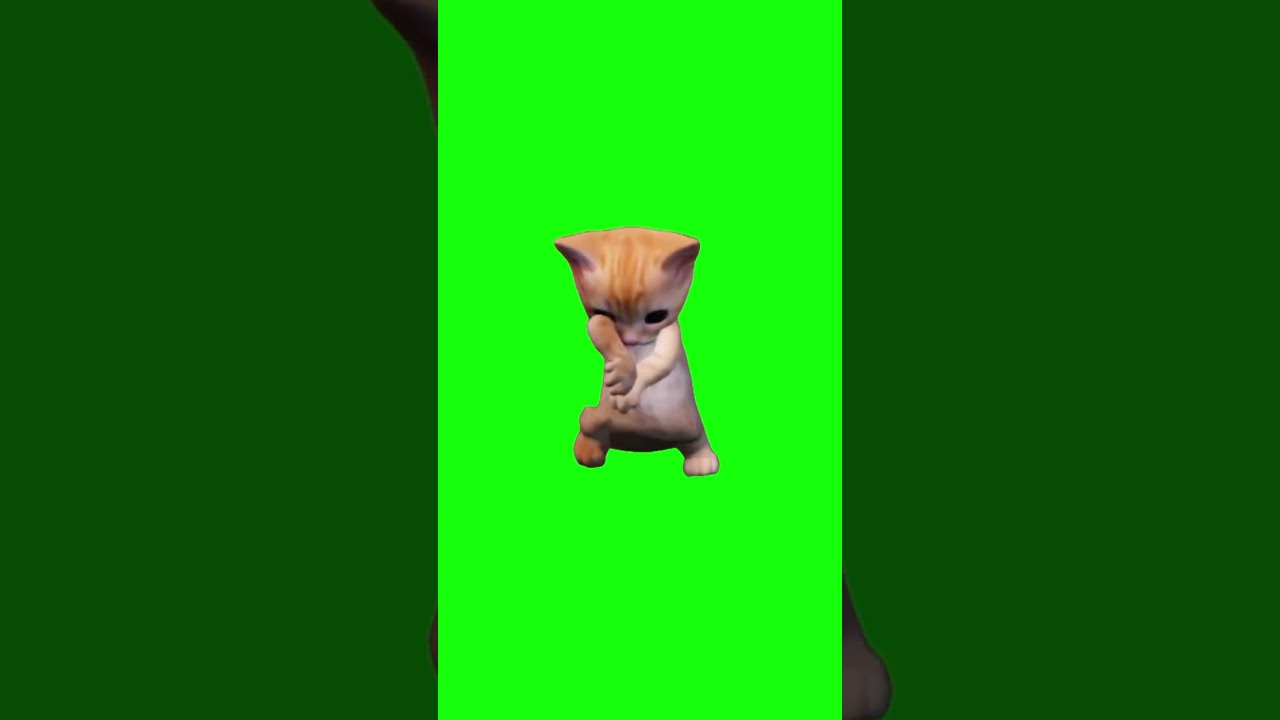 Hit the Quan Cat | Green Screen #cat #catmeme #dancing #hitthequan #catsoftiktok #catlover #meme