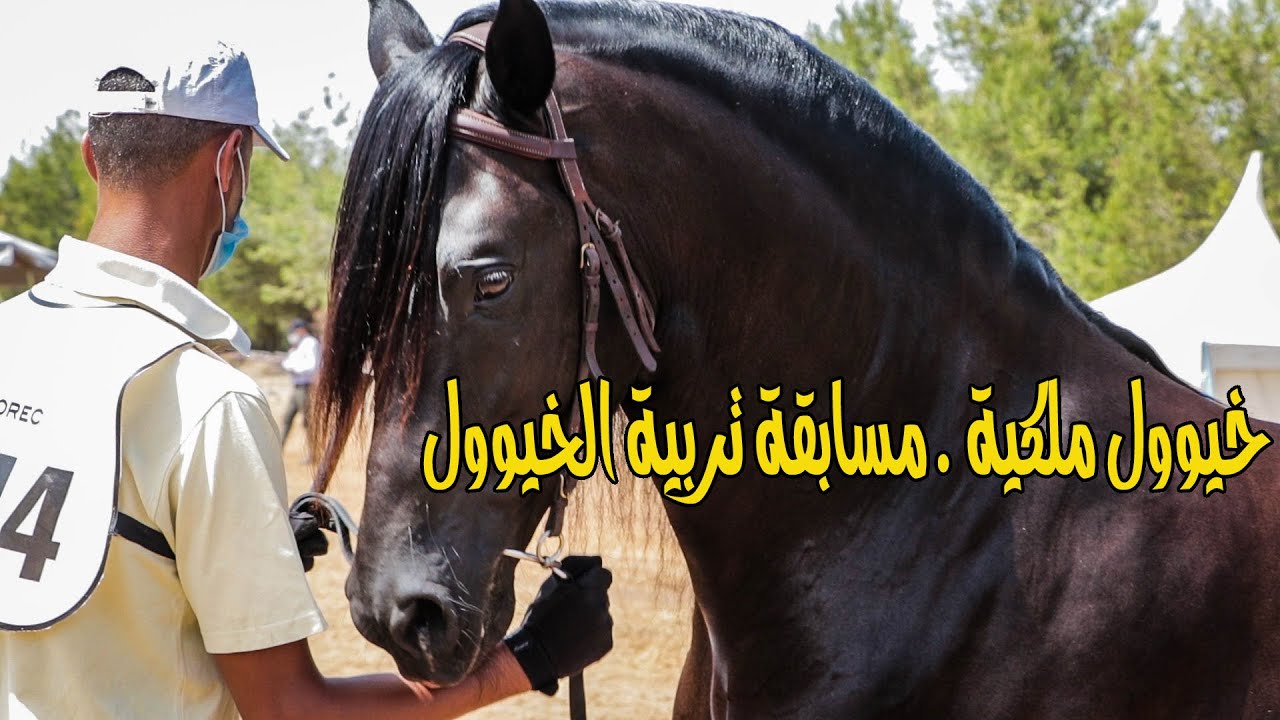 اجي تولع باجمل الخيوول الملكية / مسابقة تربية الخيول العربية البربرية بالخميسات 2021 / سحر لا يوصف