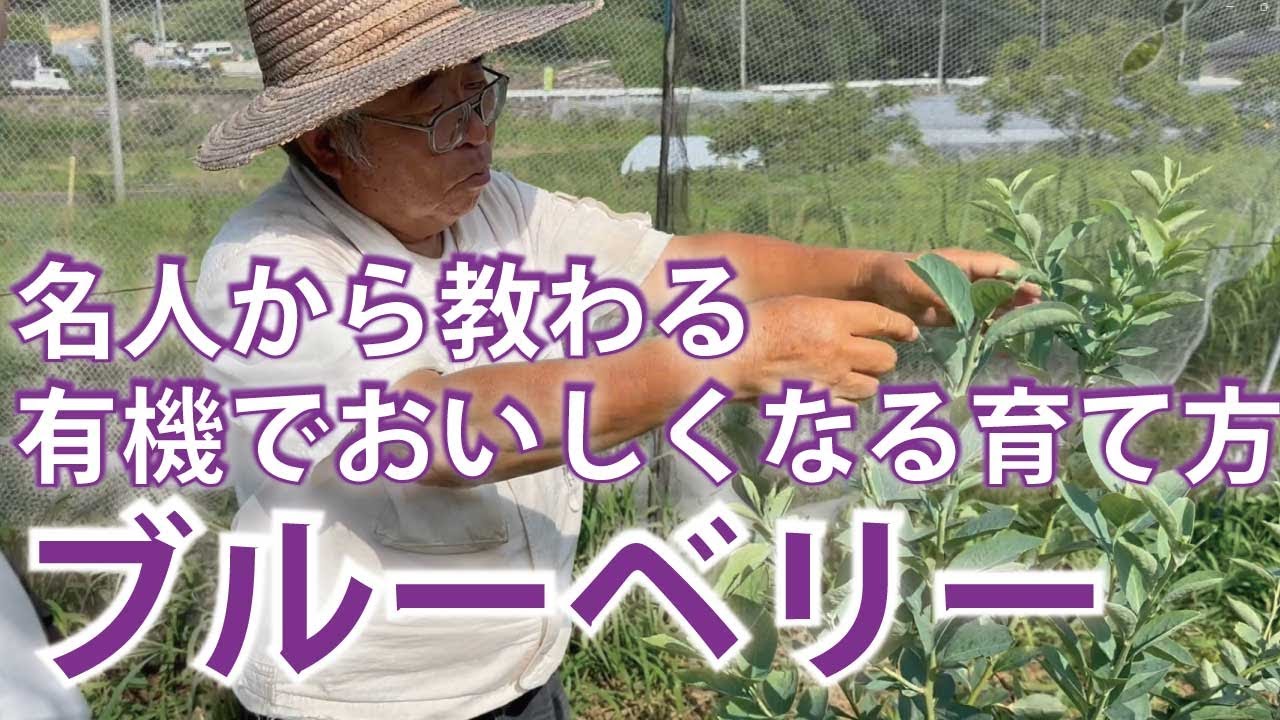 【O-B-I-ベリー】国産ブルーベリーの第1人者の小尾さんに、おいしく育てる方法と完熟ブルーベリーの見分け方を教えてもらいました。