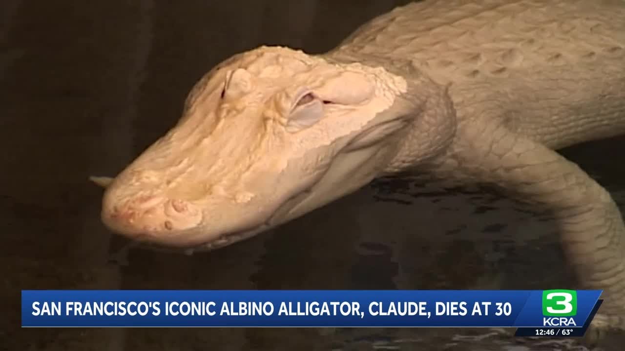San Francisco's iconic albino alligator Claude dies