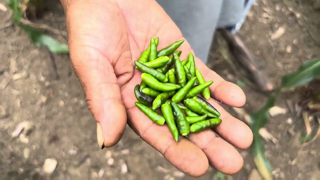 Así se cultiva el chiltepin 🌶 en la huasteca!