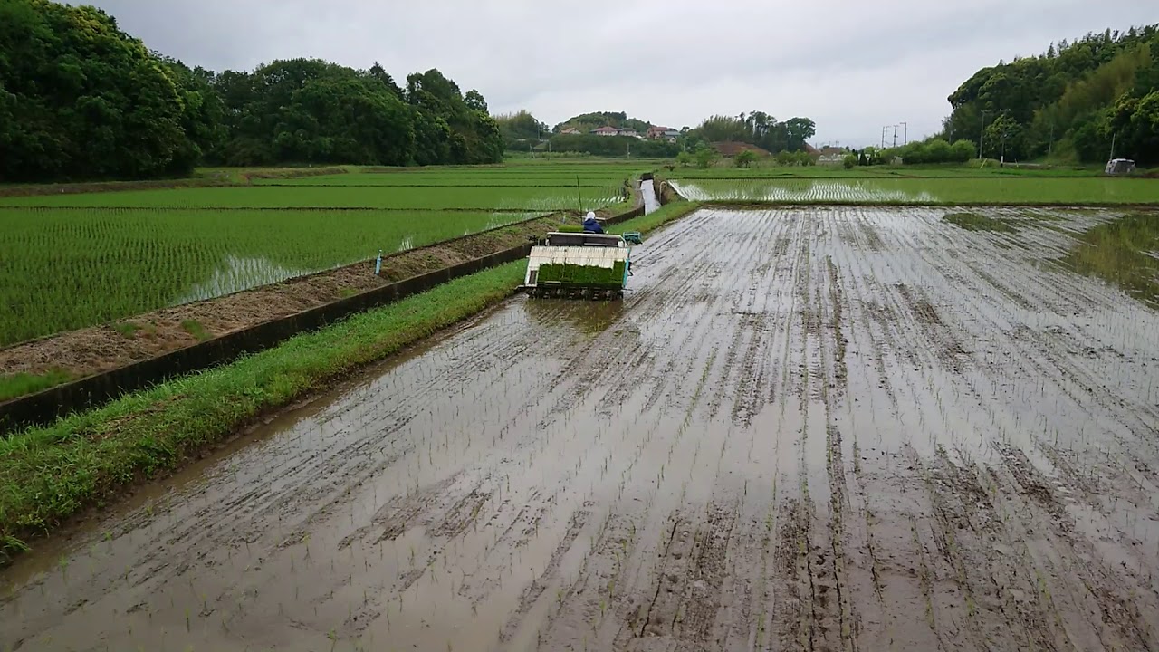 端抜き田植え