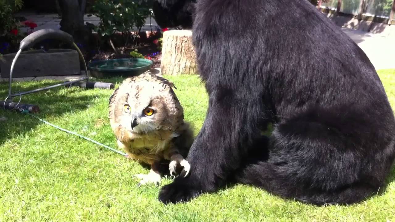 Newfoundland Dog with Eagle Owl
