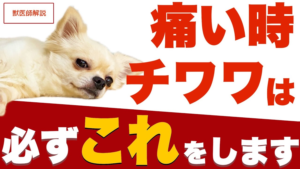 【見逃すと危険】チワワが痛い時に見せるサイン1５選を獣医師が解説します