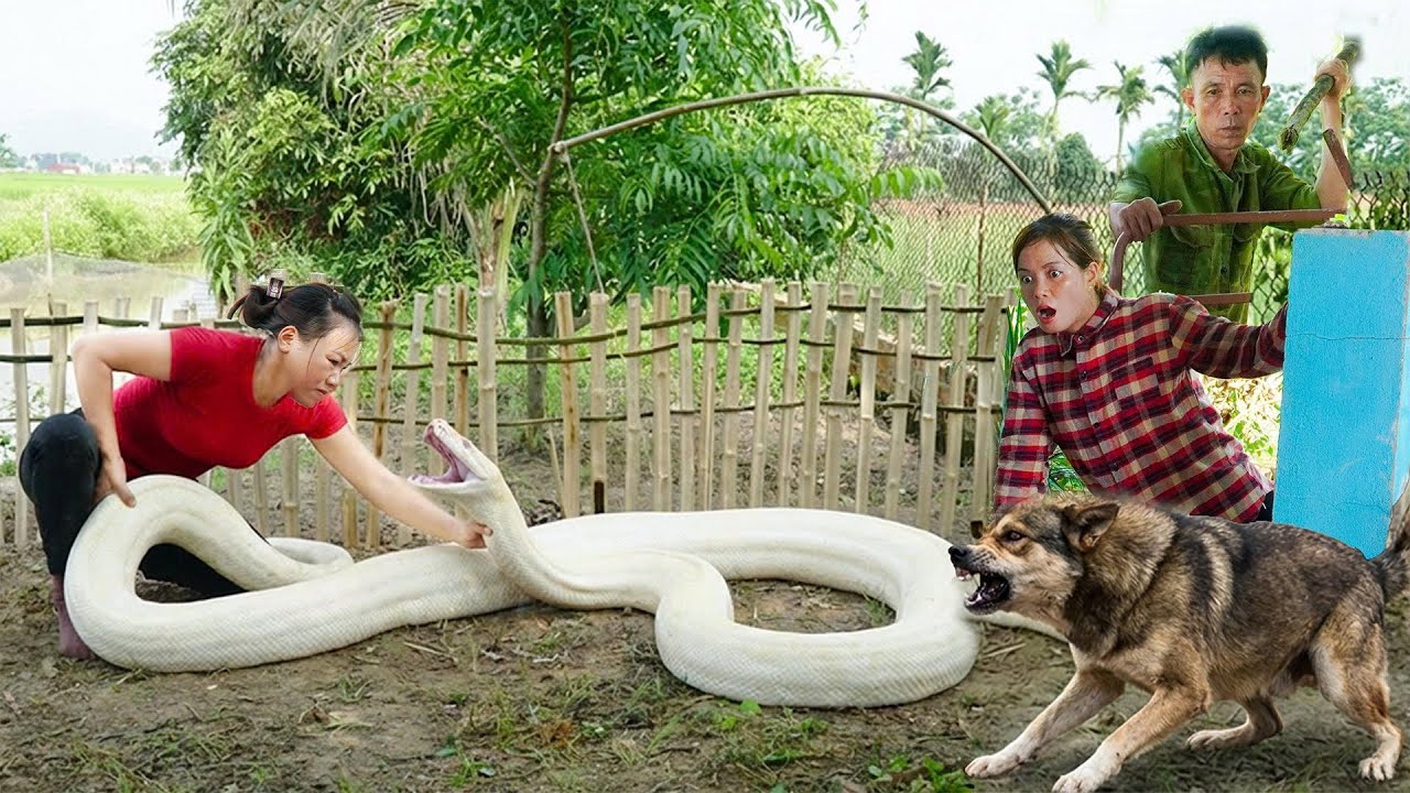 72 Hours Facing Danger: Crafting a Bamboo Python Trap - Giant Python Subdued by Bare Hands