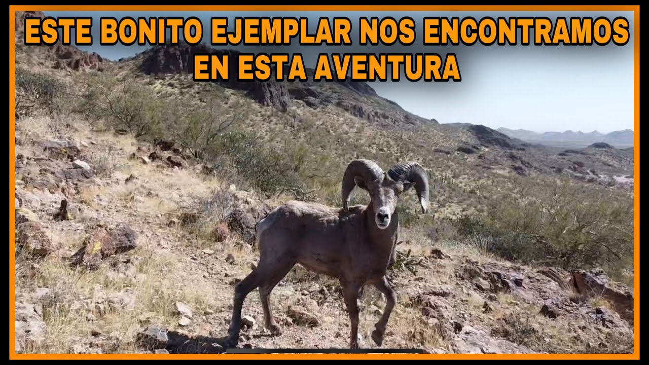 AVENTURAS 161 Nos Encontramos Con Un HERMOSO Borrego Cimarron