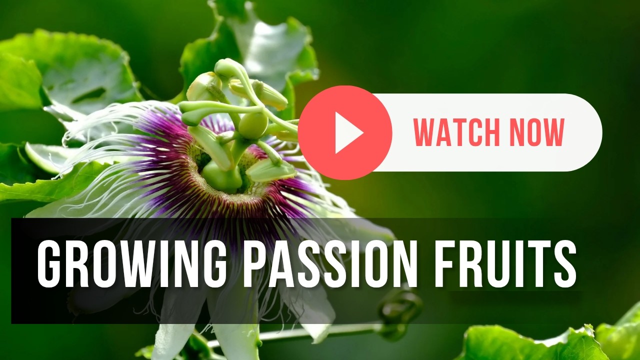 How to grow passion fruits | #passionfruits  #backyardgardening  #backyardfarming #creative