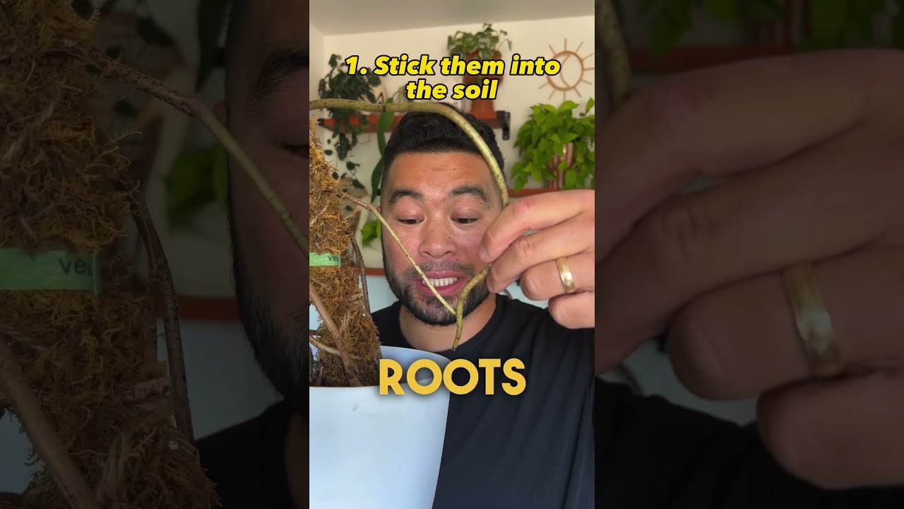 Воздушные корни? #монстера #plantdad #houseplants #monsteraalbo