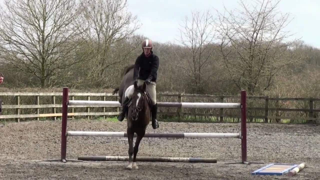 HORSE SEARCH - BUYING A HORSE