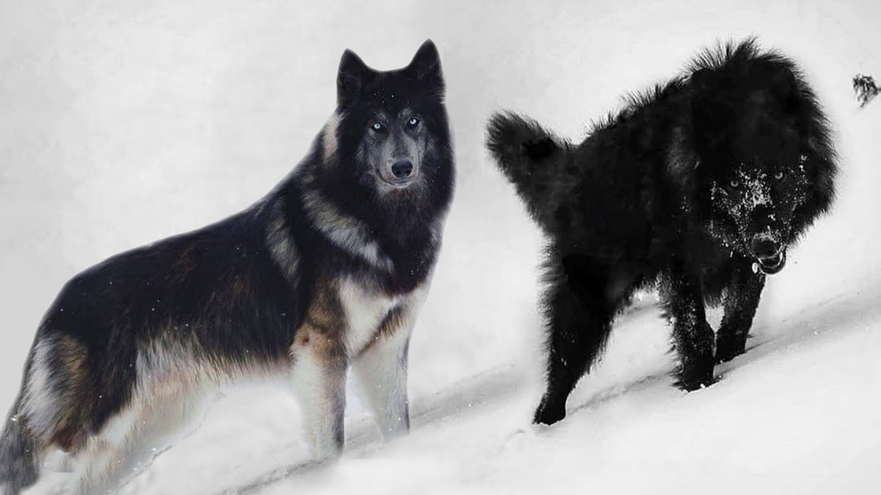 10 Perros que se Parecen a Lobos