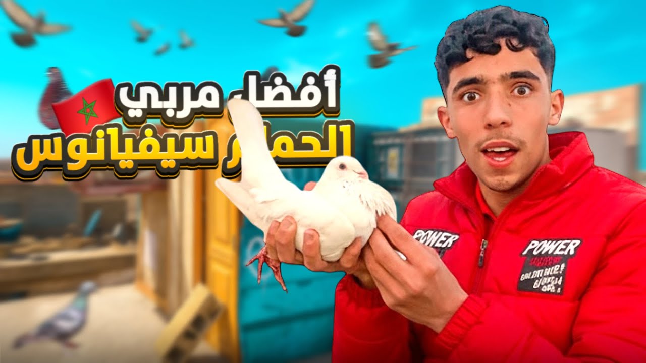 دوزت أحسن توليعة عند مربي الحمام🕊️سيفيانوس الحر في رمضان🌙أجواء رائعة😍