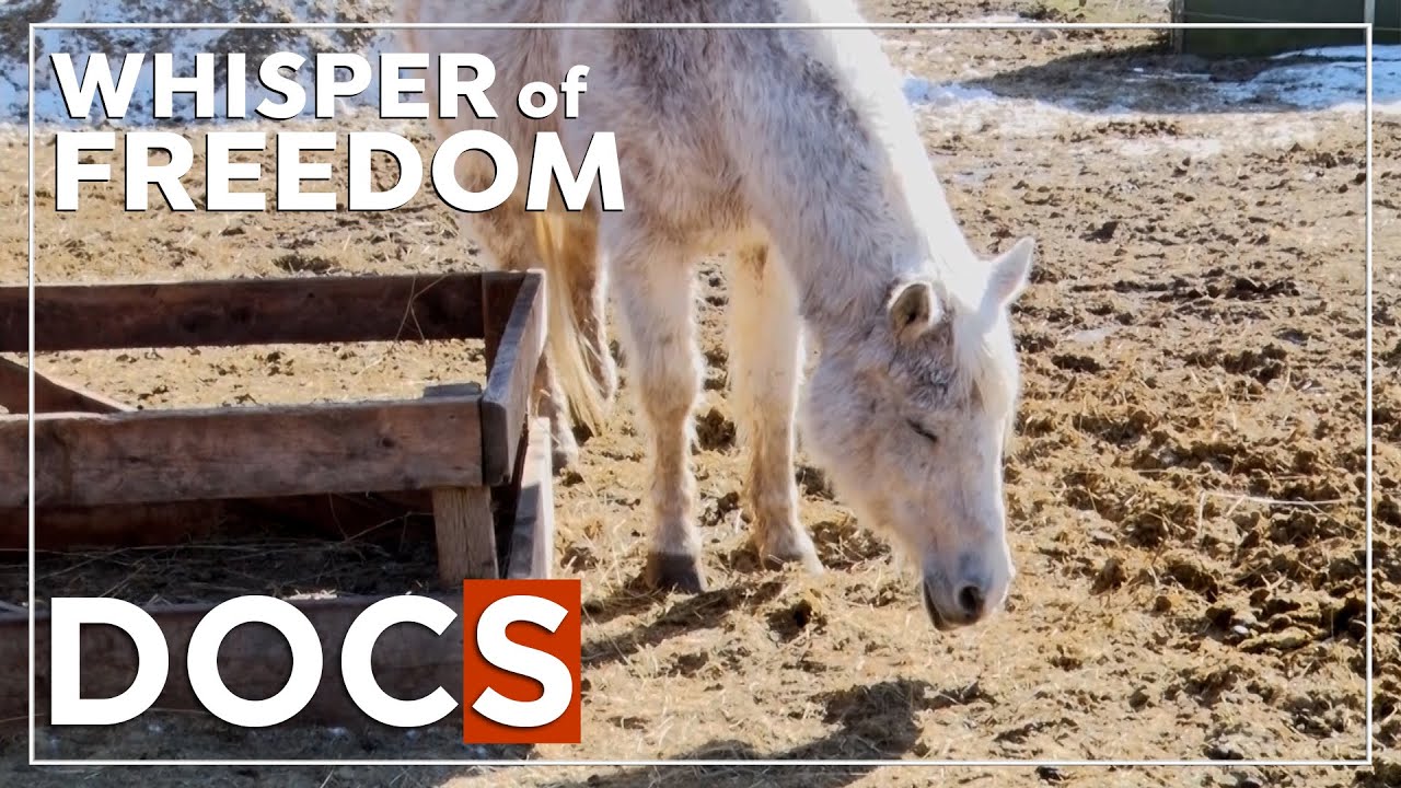 Whisper of Freedom