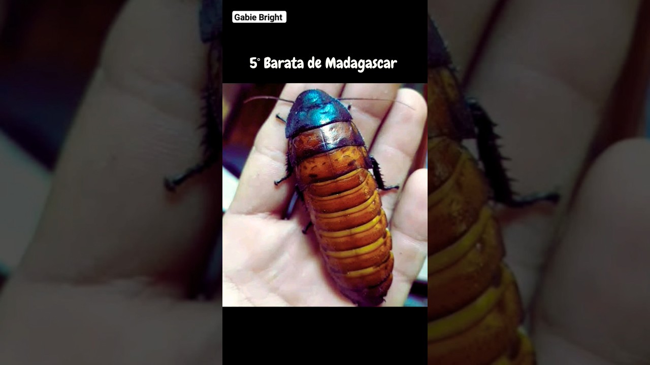 Top 5 maiores #insetos do mundo. WOW! 🤯🦋😱 #viral #animais #top5  #curiosidades