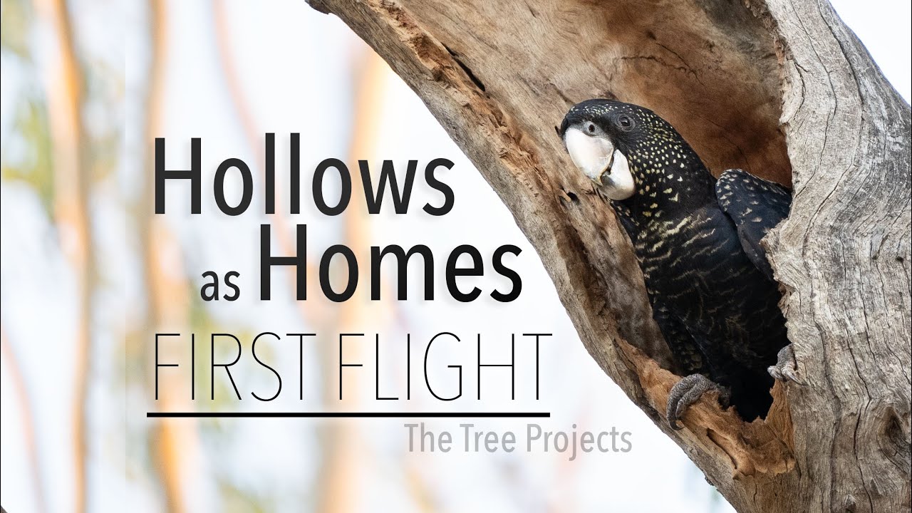 Hollows as Homes - First Flight