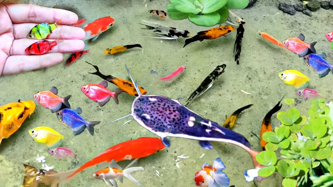 Cute Animals koi fish chef fish catfish betta fish lobster shrimp Animals Videos