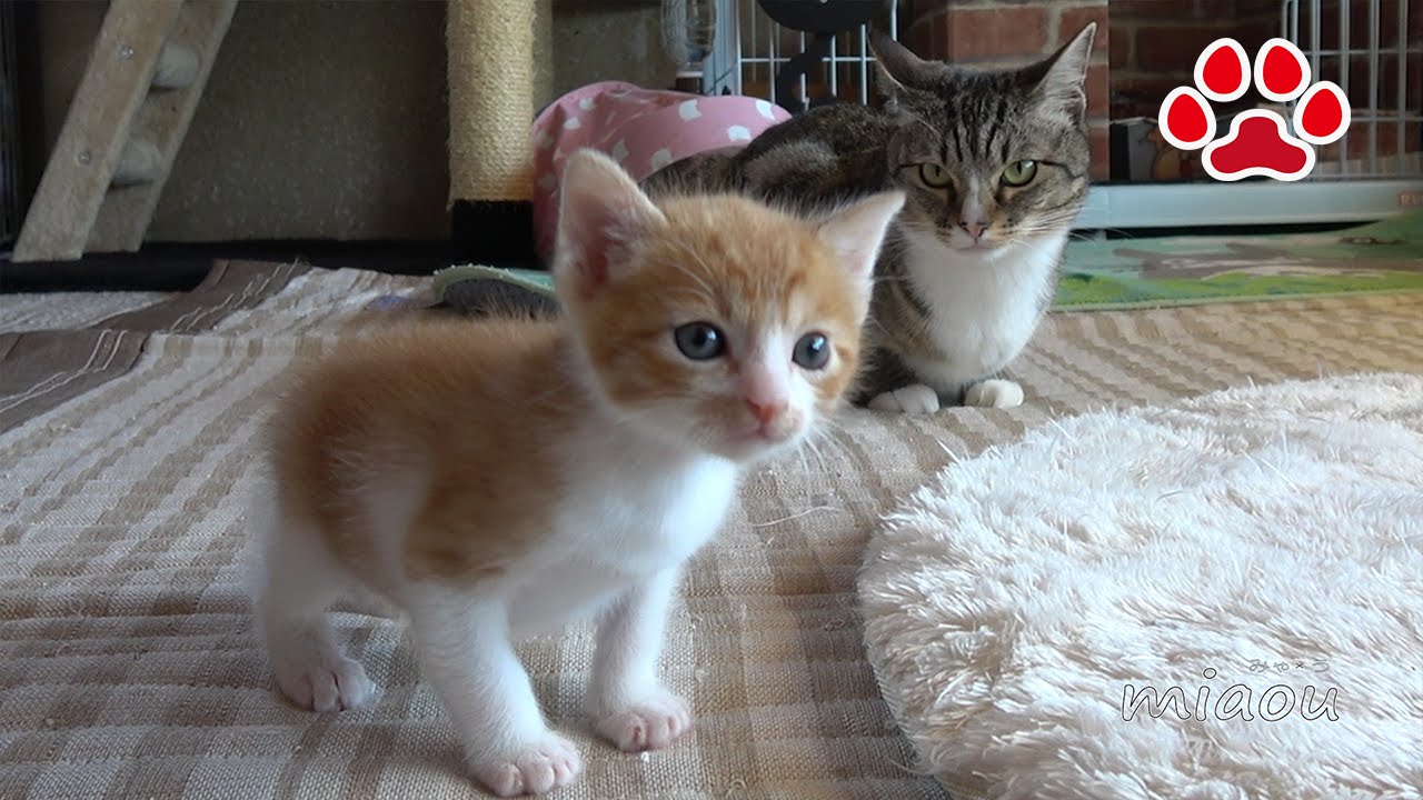 Cat номер 11. Котенок посетить. Cute kitten Maya's 11th visit to the cats room.