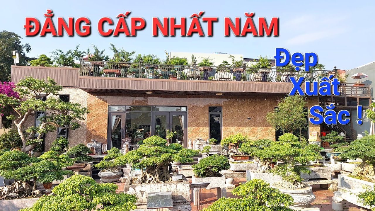 KHÁM PHÁ vườn cây ĐẸP CHƯA TỪNG THẤY  * CÂY QUÝ & ĐỒ CỔ * của NV anh THÀNH Quán Toan - HẢI PHÒNG