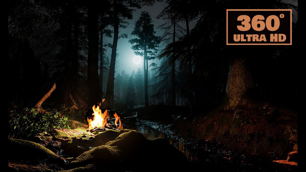 Forest Sounds | Wind | Night | 360 Video | Relax | Sleeping | VR