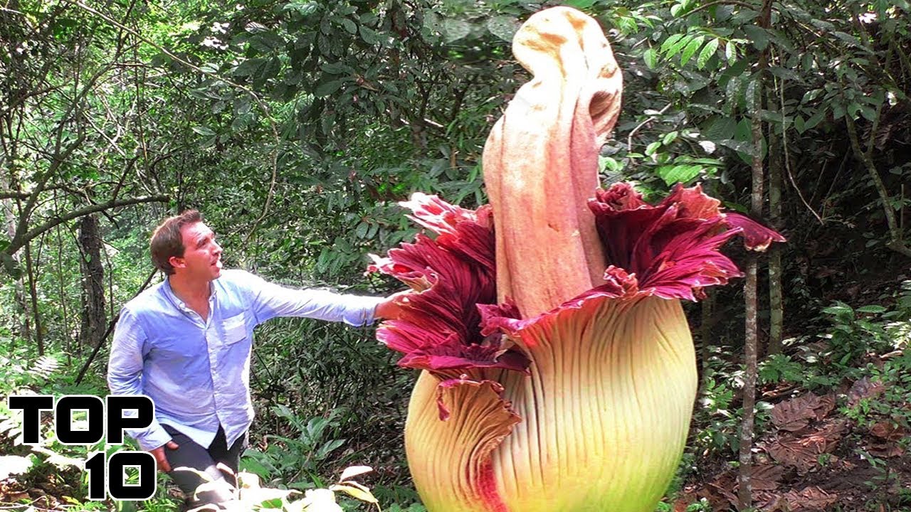 Top 10 Terrifying Plants You Won't Believe Actually Exist