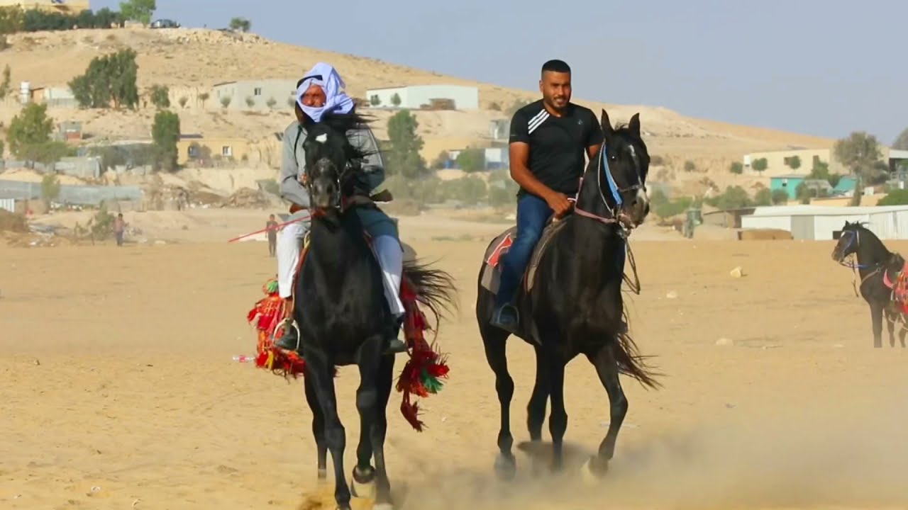 #افراح #النقب #دحة  #دحية #خيال #الاطرش #خيال  #خيل  #عربي  الف الف #مبروك لمنصور حسين الطرشان