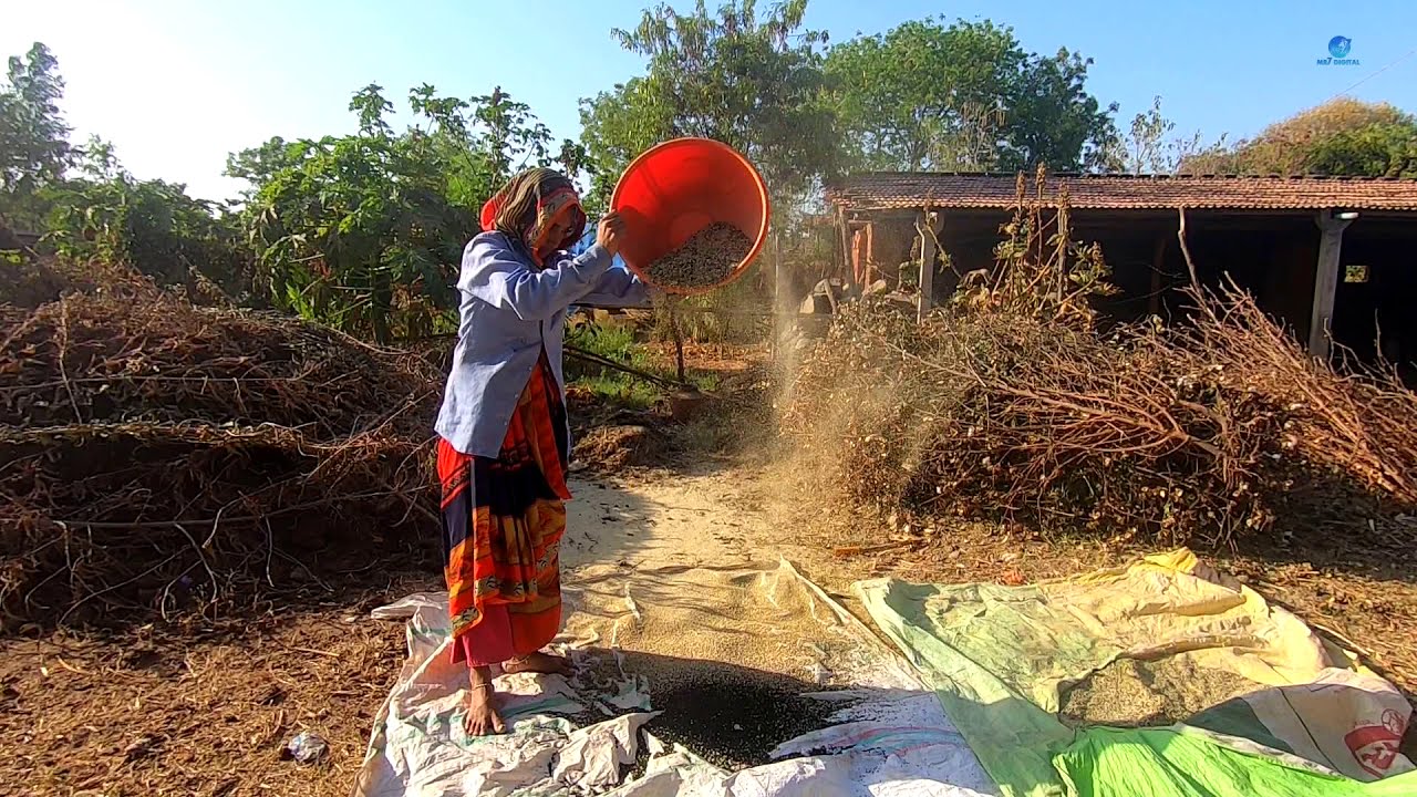 Rural Life Of  Gujarat, India || Indian Rural Life 2020