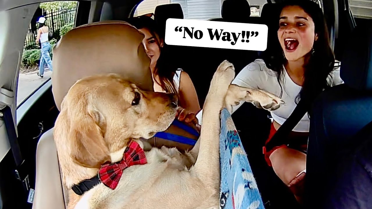 Uber Passengers Get The Best Surprise Ever!