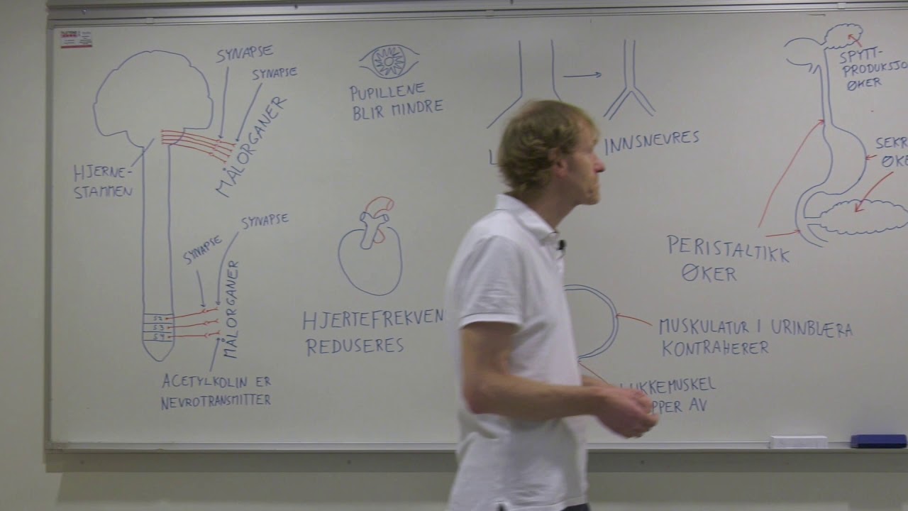 Det parasympatiske nervesystemet