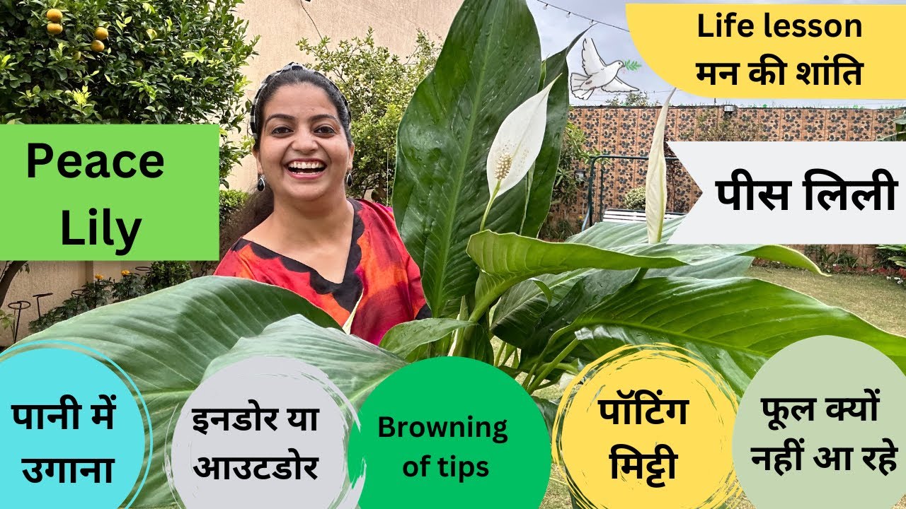 All about Peace Lily  | पानी में पीस लिली उगाएं | Peace of Mind ke liye tips  #getmyharvest
