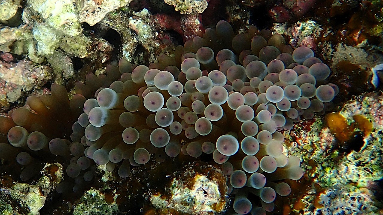 Raja ampat - Snorkeling autour de la Methos homestay - Gam -2025