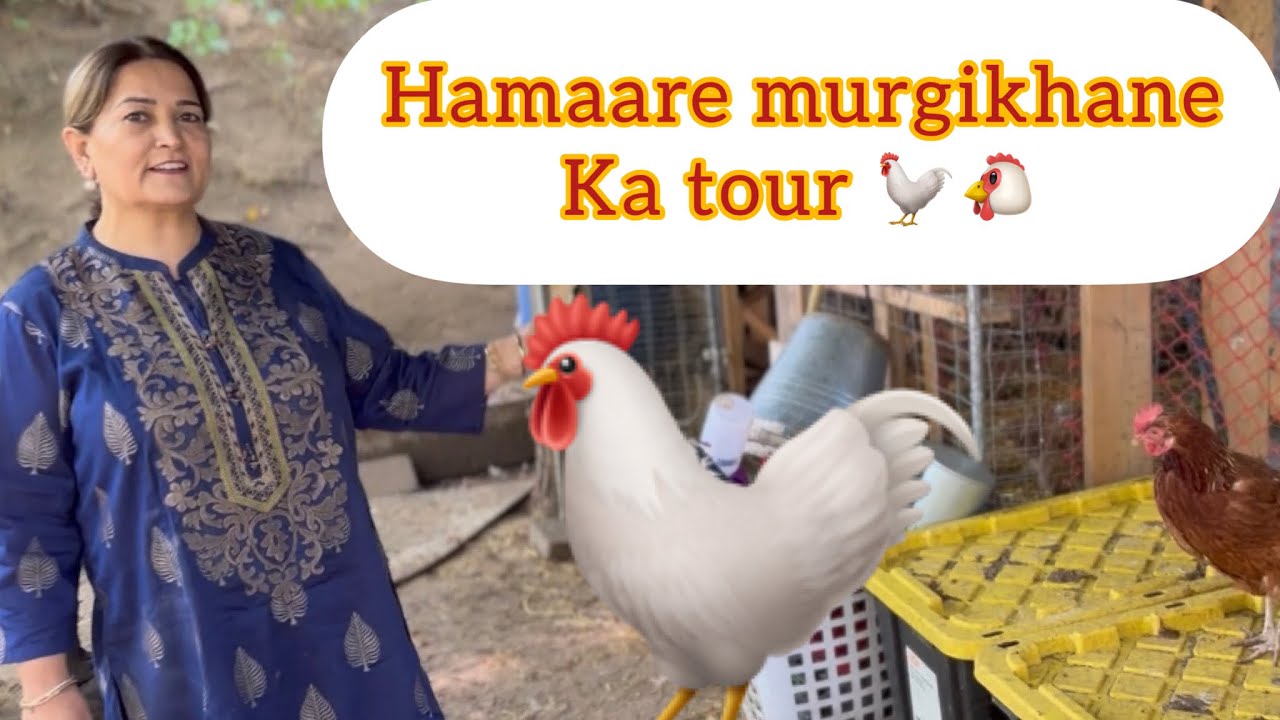 Canada ke ghar mein Hamaara murgikhana 🐔🐓 #poultryfarming #murgichicks