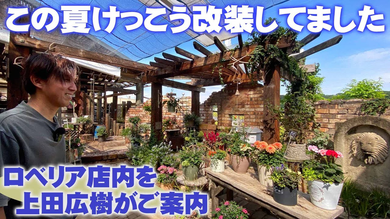 【ロベリア上田広樹】堺市ロベリアが店内リフォーム！寄せ植え広場の拡大＆中庭に見本花壇の追加【園芸店】