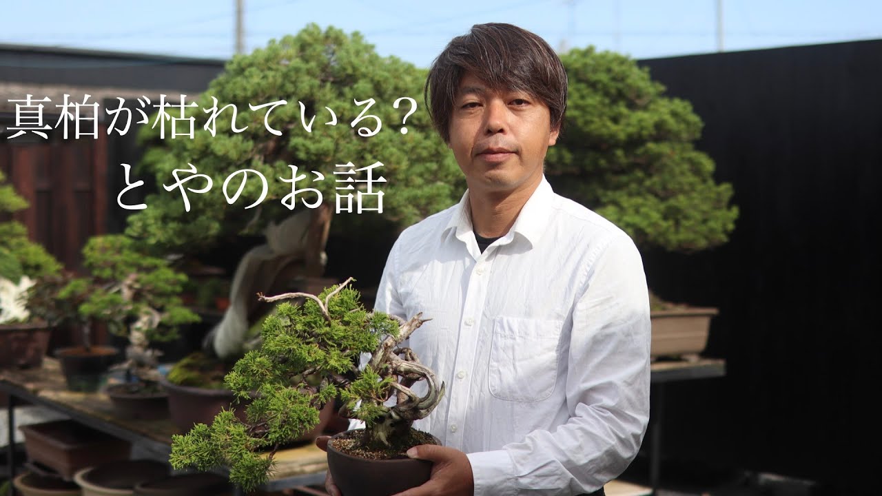 真柏盆栽が枝がれしてる ? この時期多い、とやのお話。