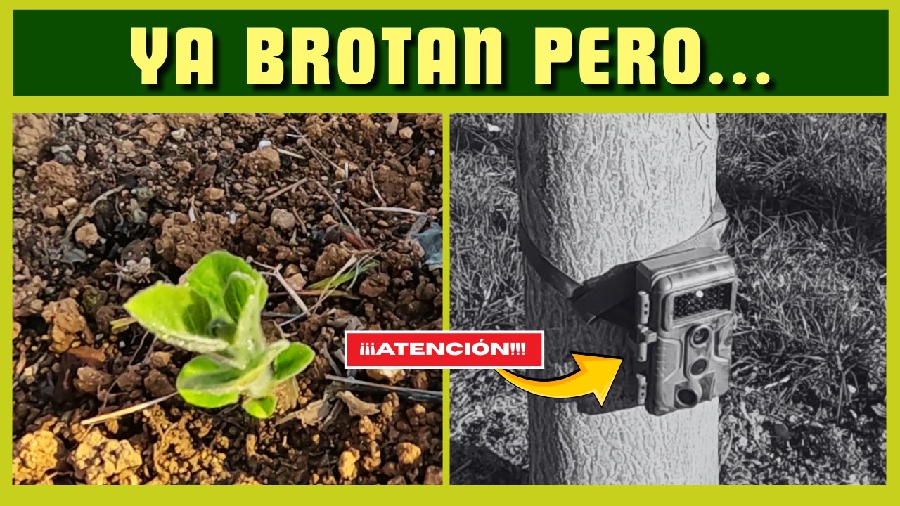 Paulownias: ¡Brotación e intrusos nocturnos! 🌿🕵️‍♂️