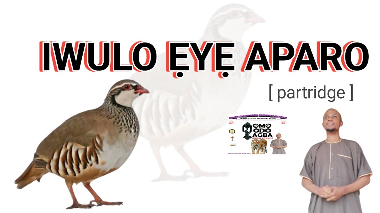 IWULO EYE APARO ( PARTRIDGE ] @Dromoodoagbatv
