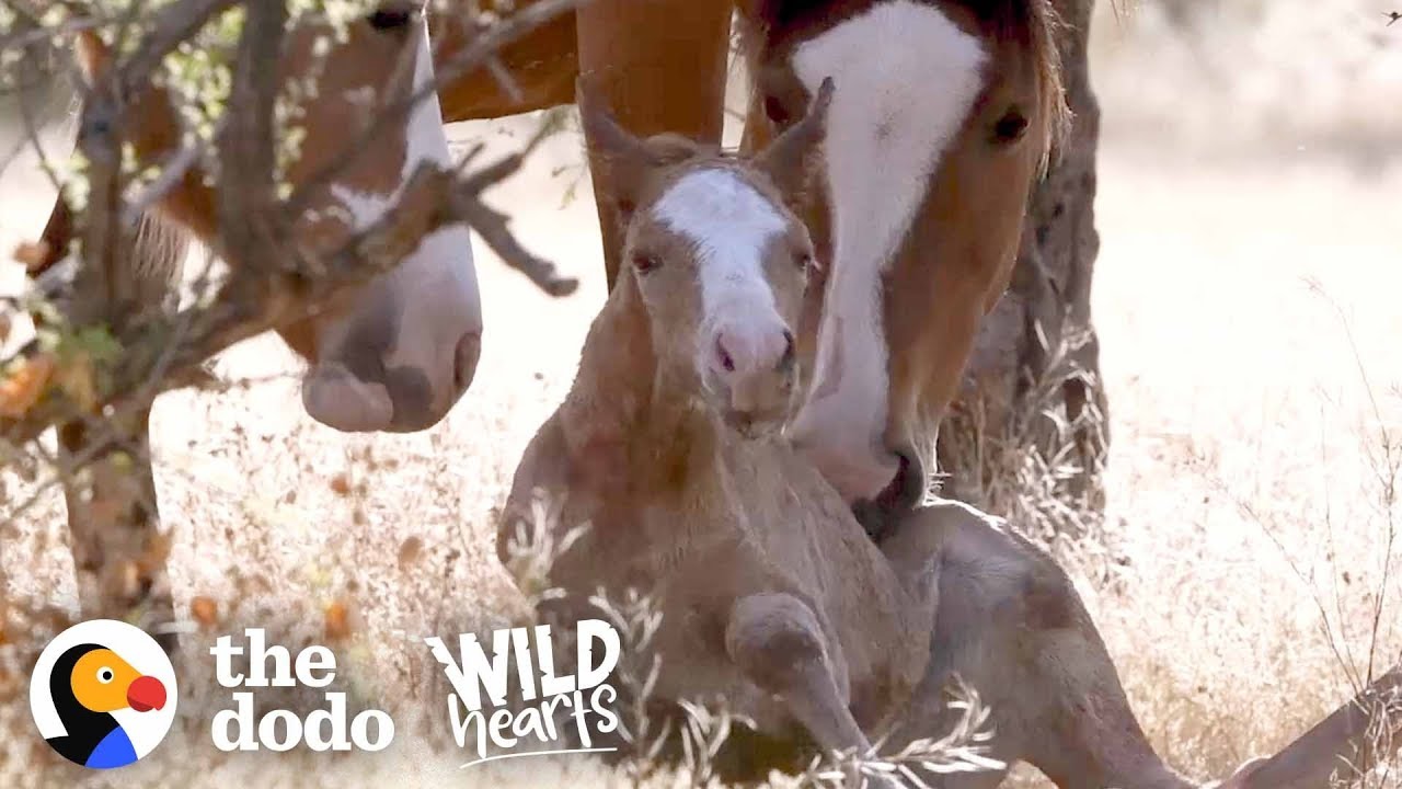 Wild Baby Horse Takes Her Very First Steps | The Dodo Wild Hearts